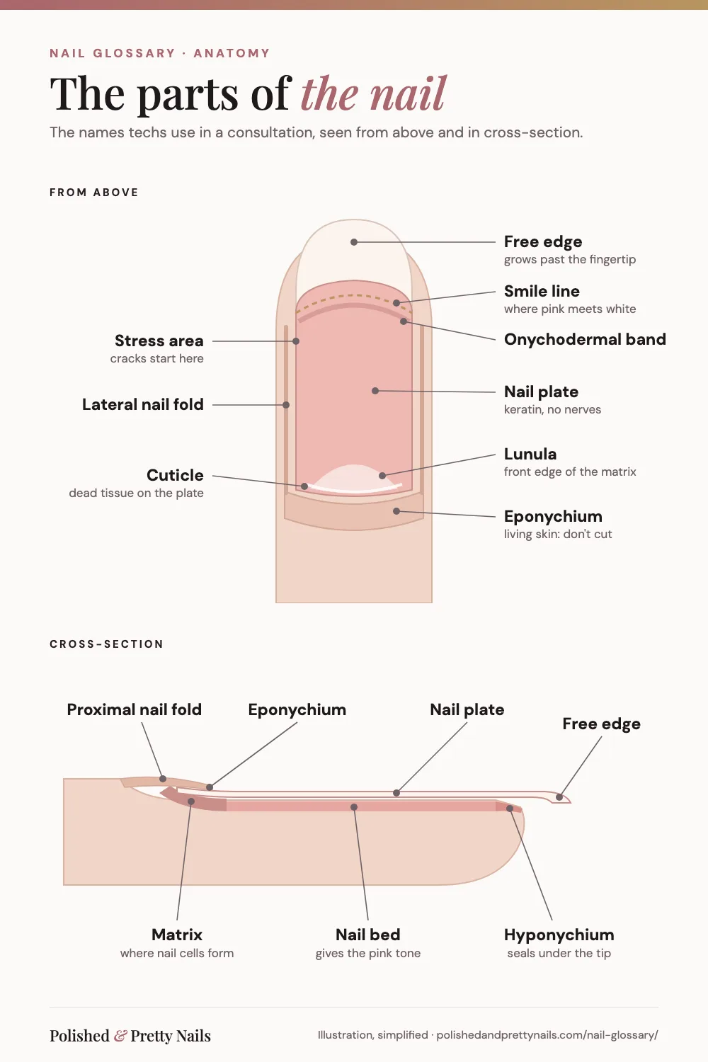 Nail anatomy diagram - PolishedAndPrettyNails.com Nail anatomy diagram labeling the free edge, smile line, nail plate, lunula, eponychium, cuticle, matrix, nail bed and hyponychium